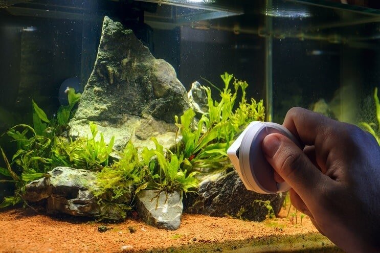 Removendo algas do aquário