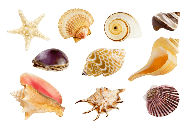 Conchas no Aquário
