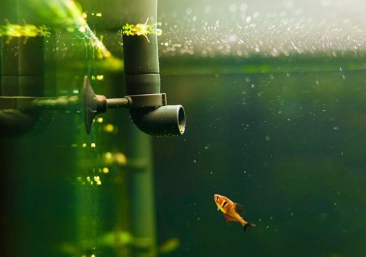 Equipamento de tanque de peixes