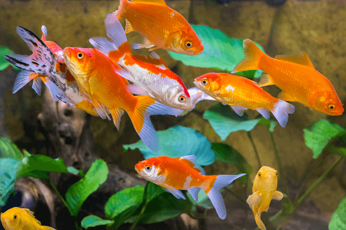 Muitos peixes