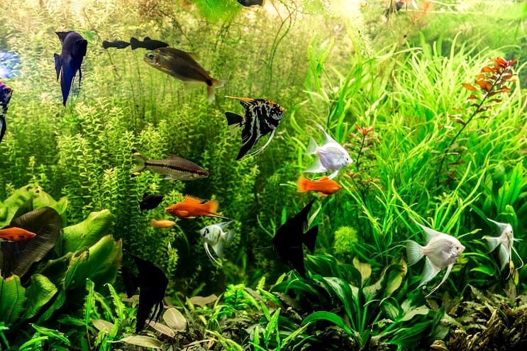 Sugestões de meia para peixes de 30 galões