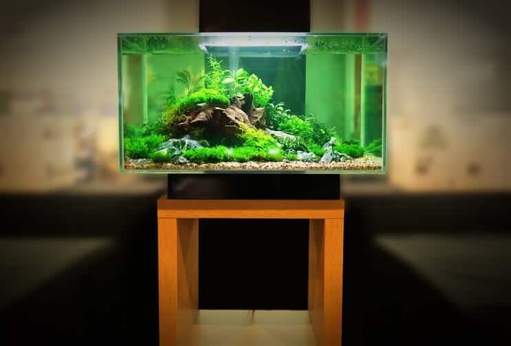 Tanque Criador 2