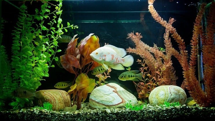 Tanque Tropical