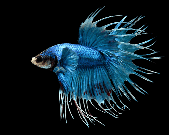 Visão geral dos Bettas