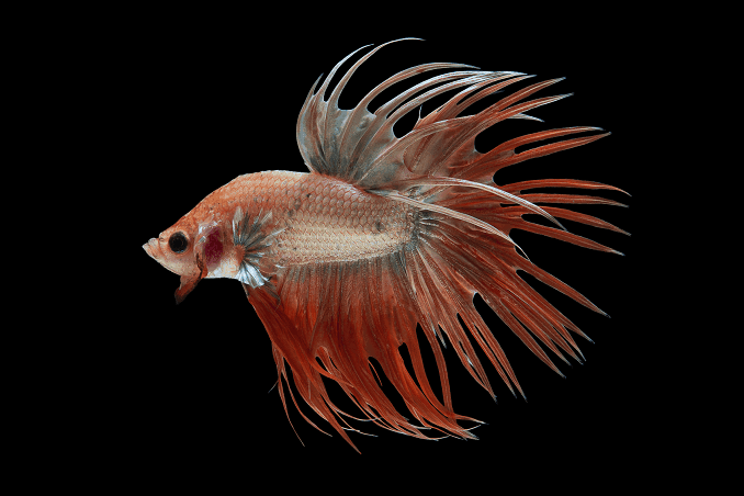 Criação de Bettas