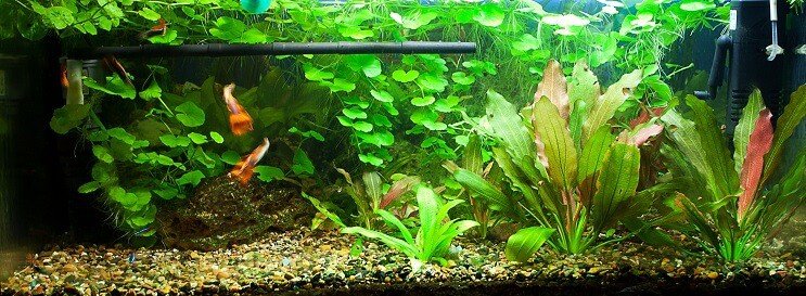 Tanque de 75 galões
