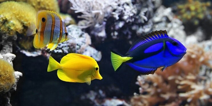 75 galões de peixe