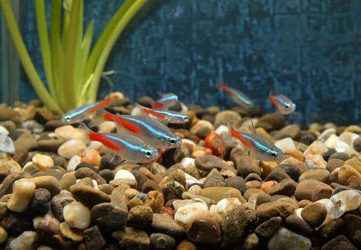 Tetras Neon