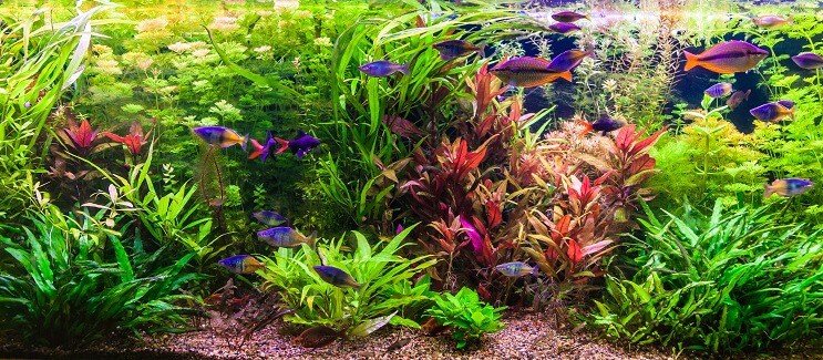 Idéias para meias