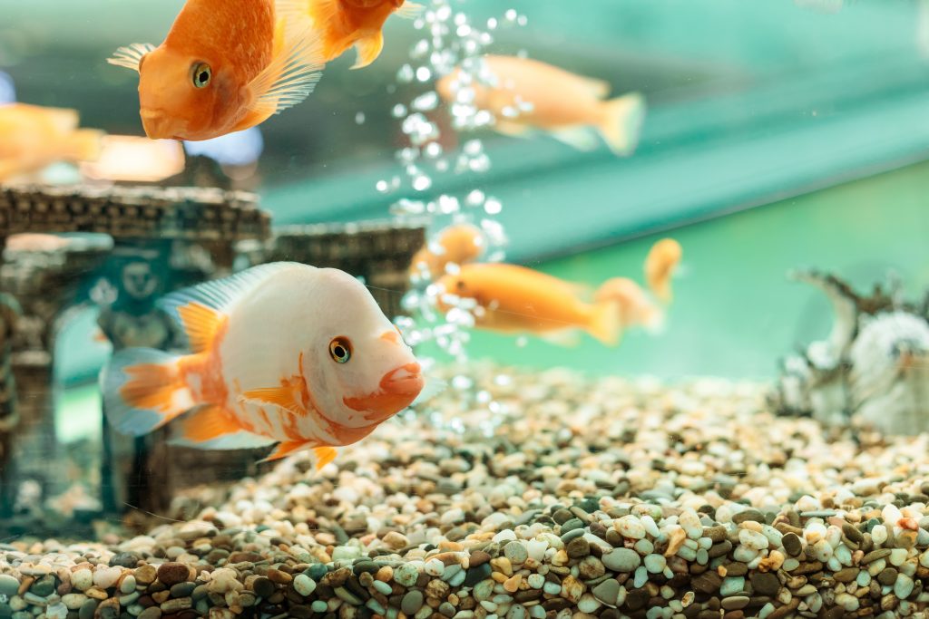 Como dar um ciclo em um aquário?