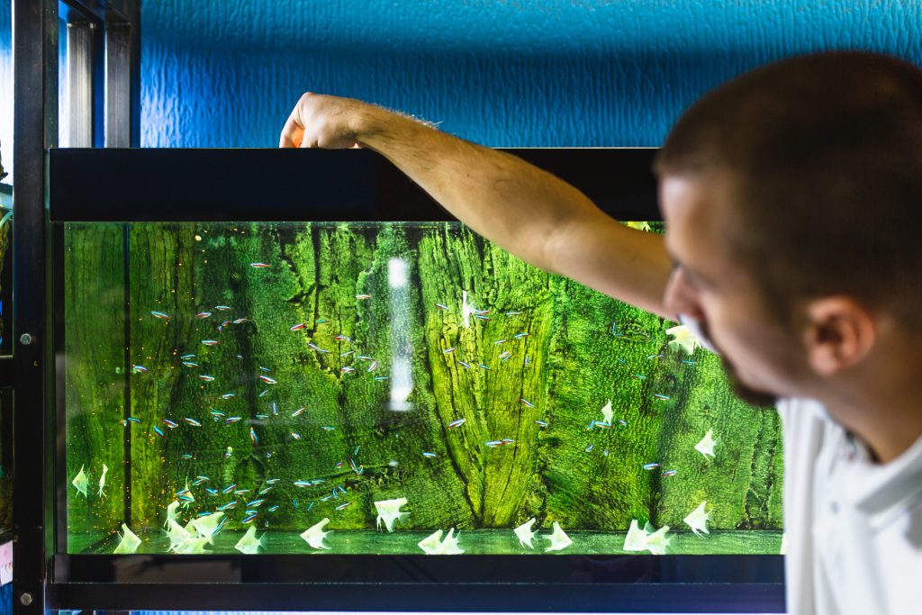 Como se livrar das algas no tanque de peixes