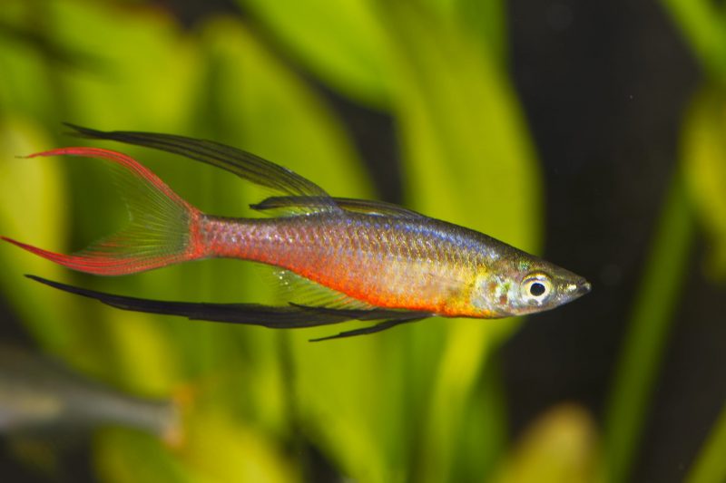Peixe arco-íris