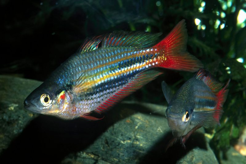 Peixe arco-íris