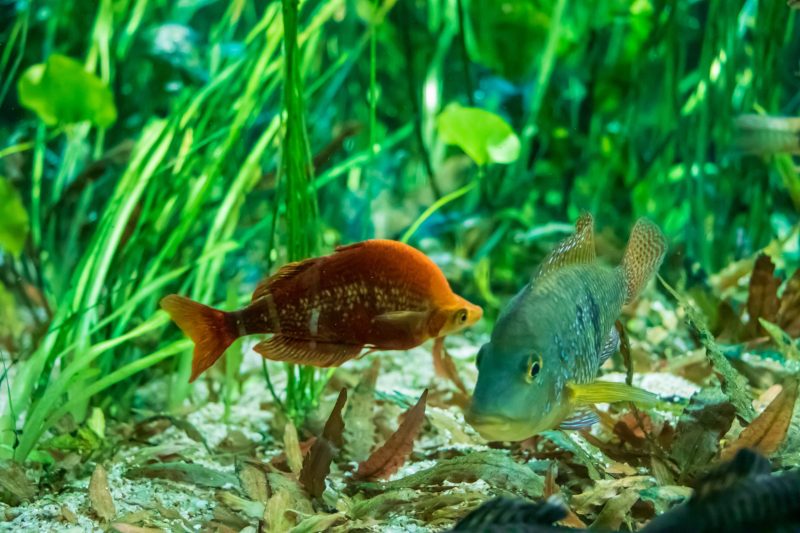 Peixe arco-íris