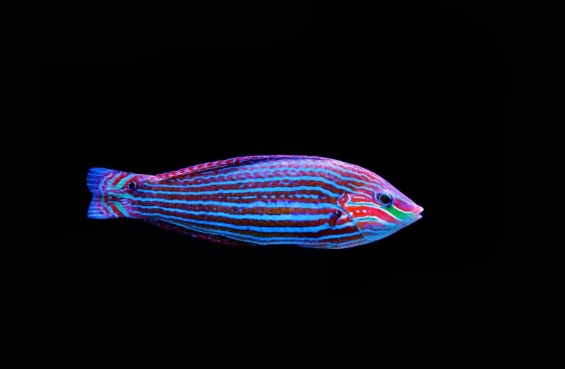 Peixe arco-íris