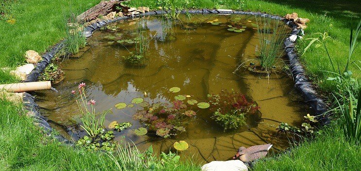 Plantar a lagoa