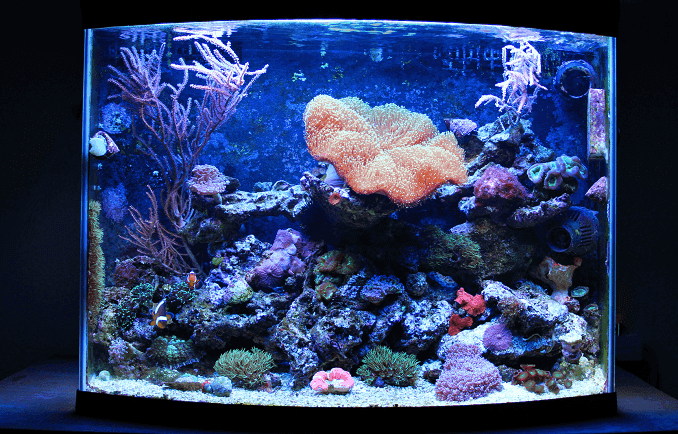 Aquário Nano Coral Reef