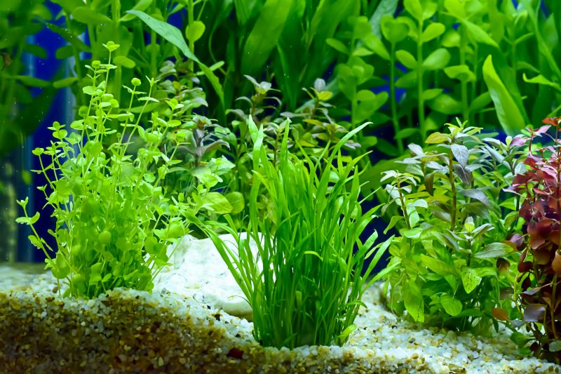 Melhores plantas para peixes Betta