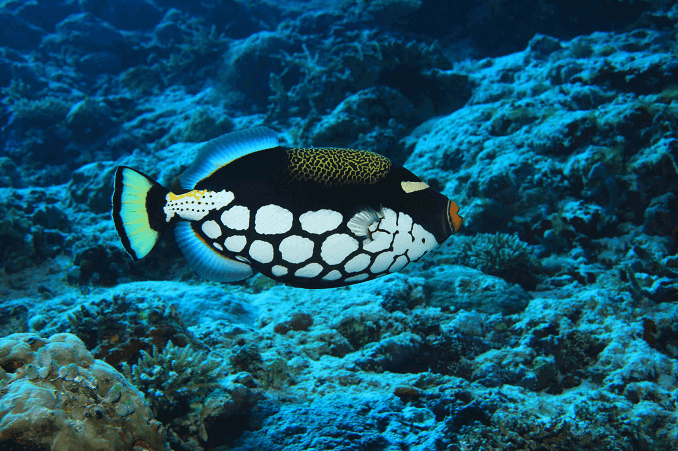 Peixe-palhaço
