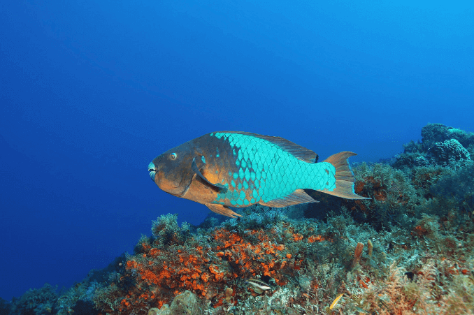 Peixe-papagaio arco-íris