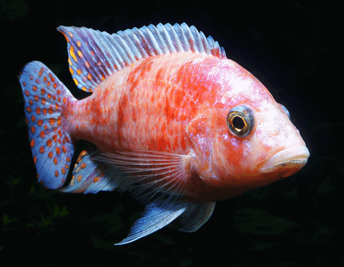 Cichlid Pavão
