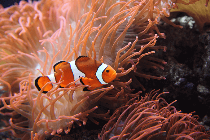 Peixe-palhaço Ocellaris