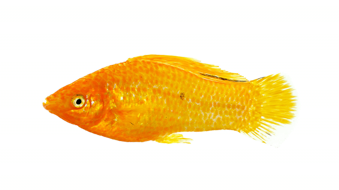 Molly Sailfin Dourada