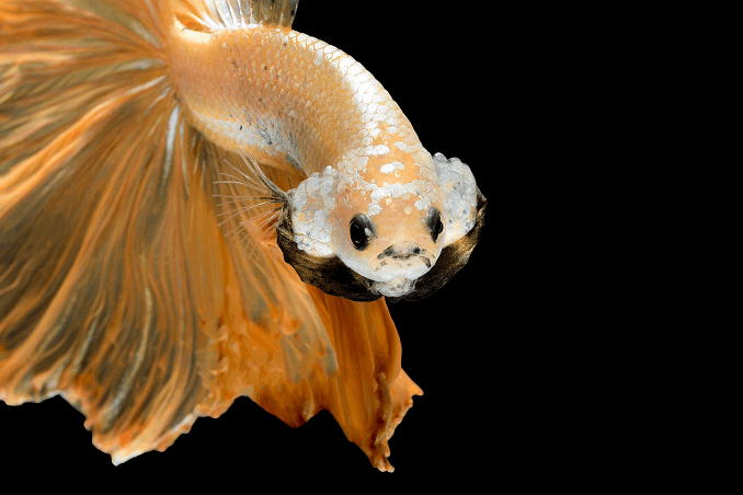 Aparência Crowntail Betta