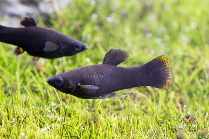 Mollies Negros