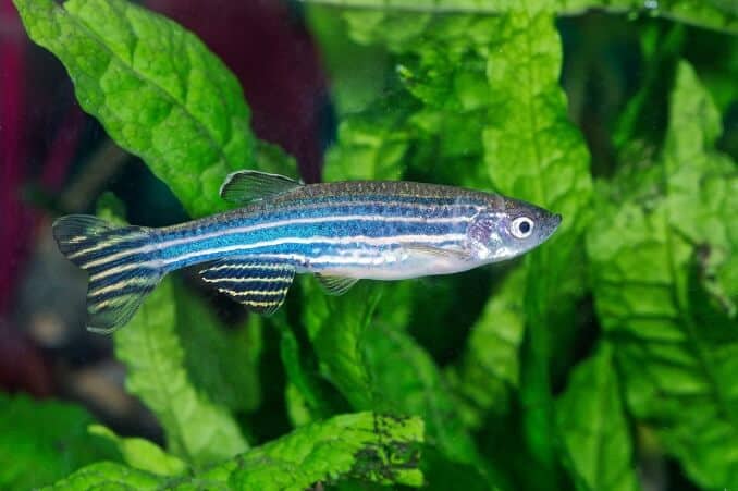 Peixe-zebra (Danio)