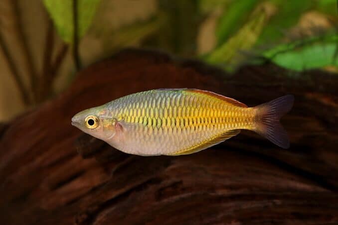 Peixe-arco-íris de Boeseman