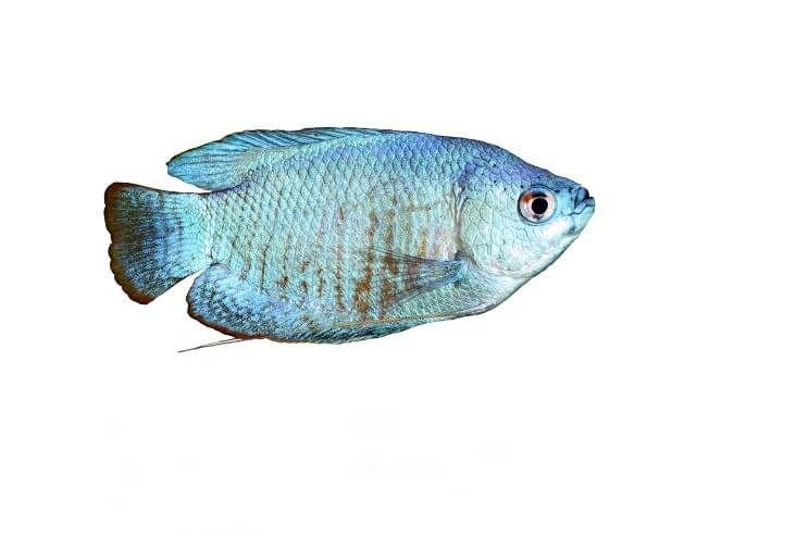 Pó Blue Gourami