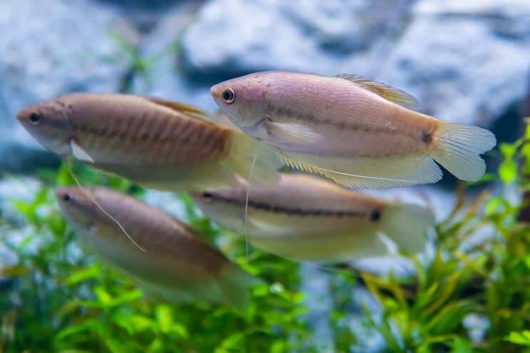 Gourami de pele de cobra