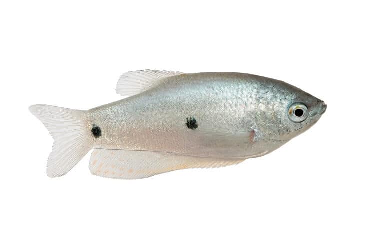 Three Spot Gourami