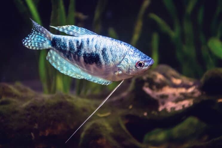 Opaline Gourami