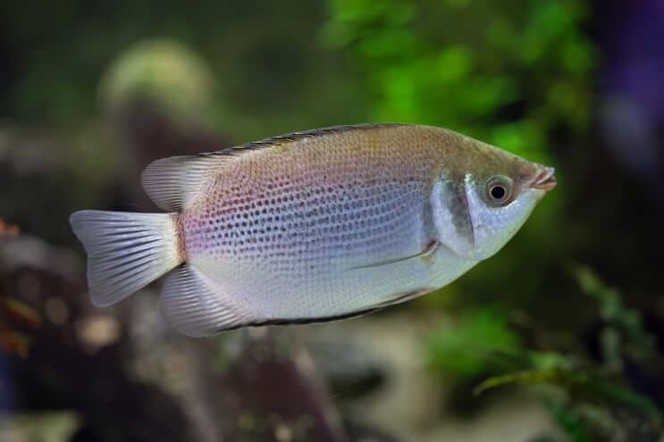 Beijando gourami