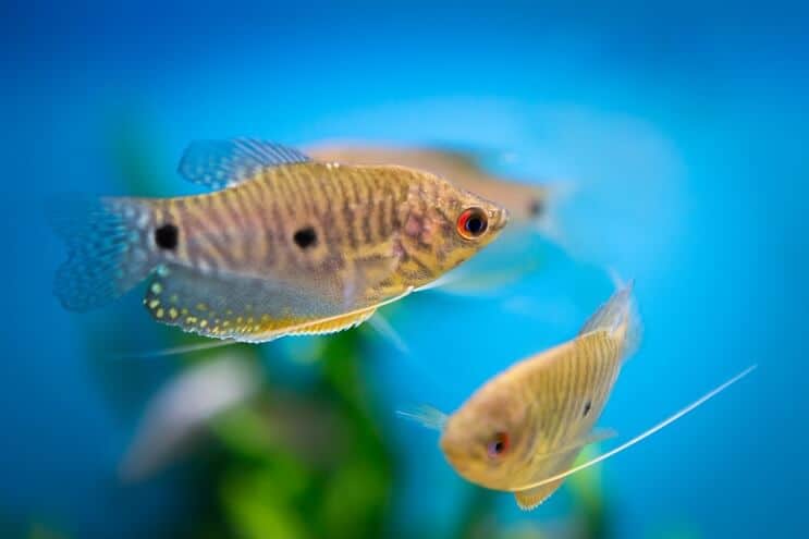 Gourami Azul