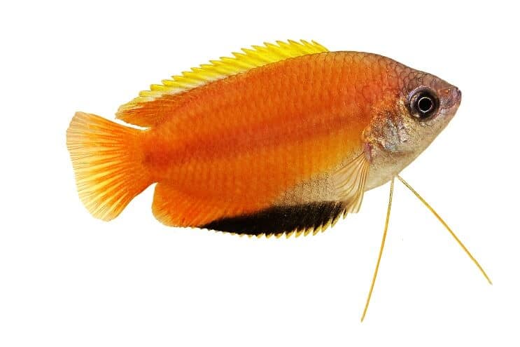Honey Gourami