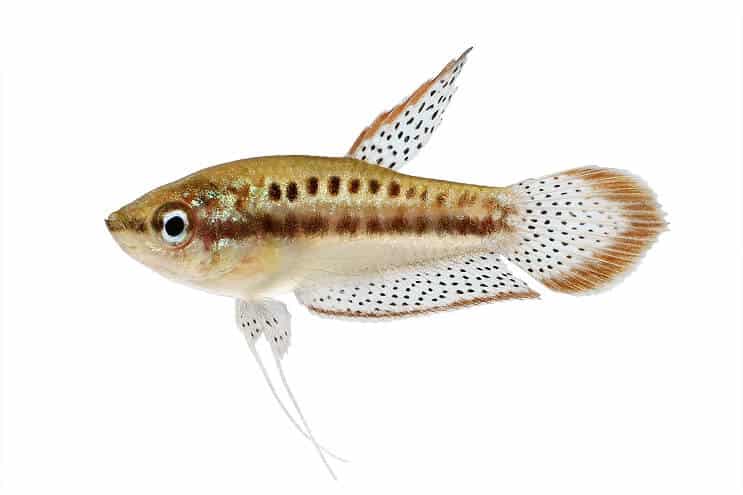 Gourami Espumante