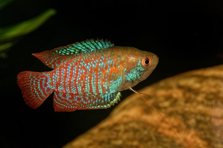 Gourami anão