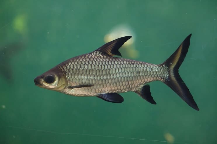 Bala Shark Appearance