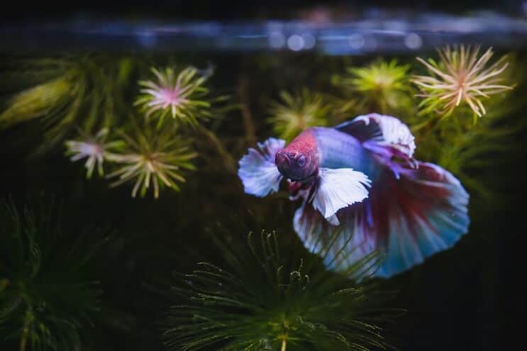 Peixe Betta