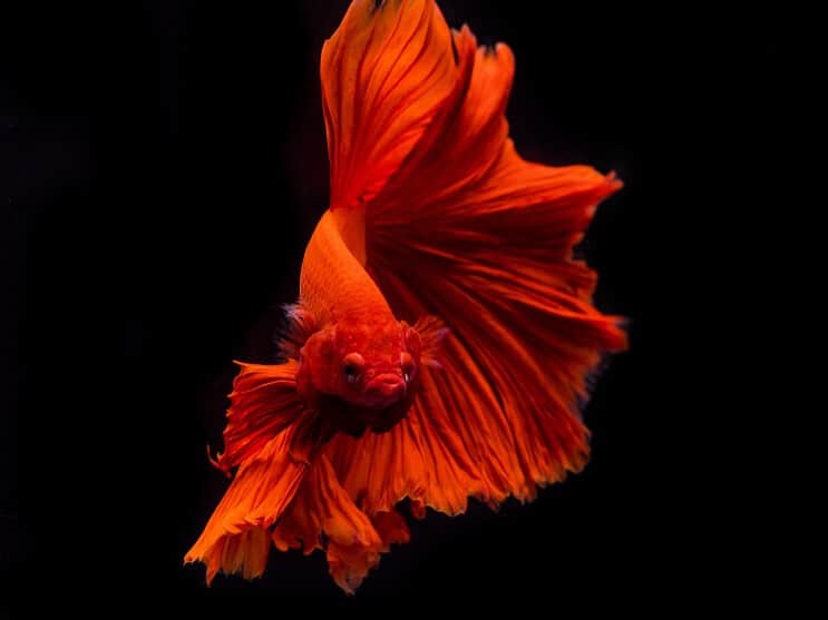 Aparência de peixe Betta