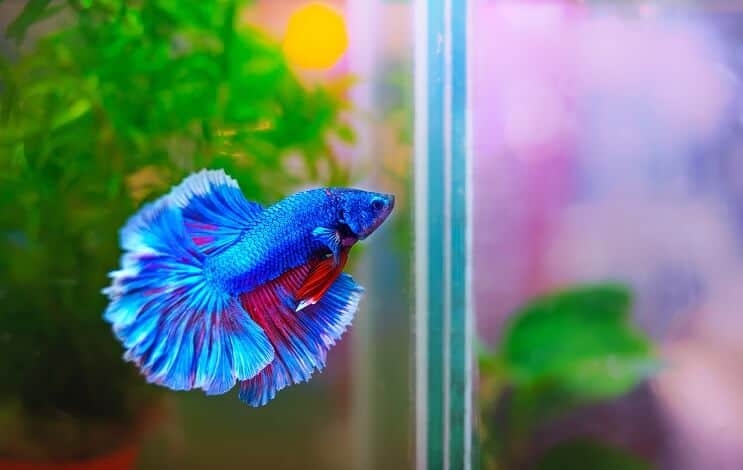 Habitat de peixes Betta