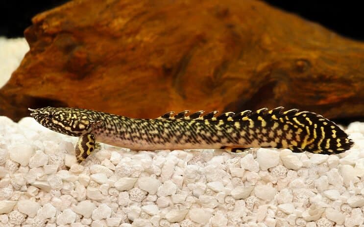 Bichir ornamentado