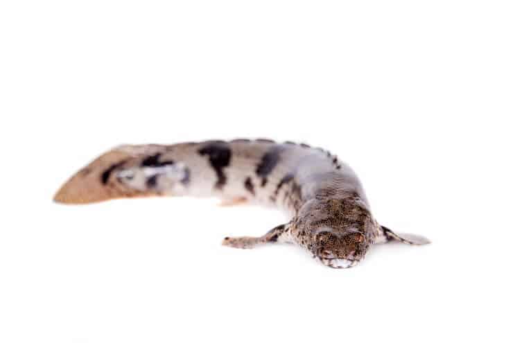 Bichir Selado