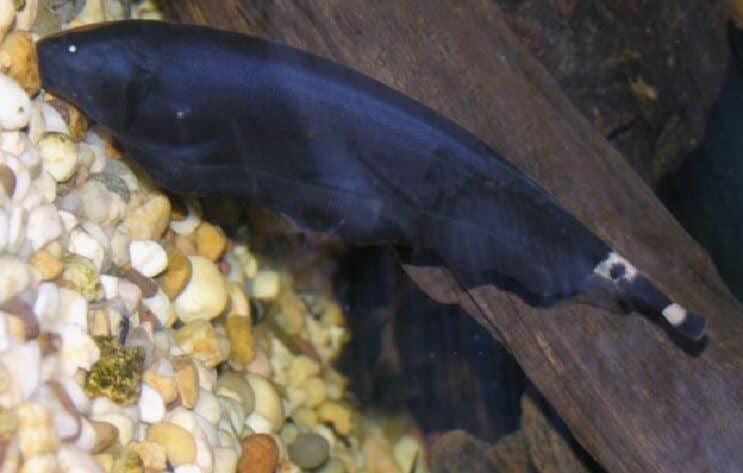 Peixe-faca fantasma preto no substrato
