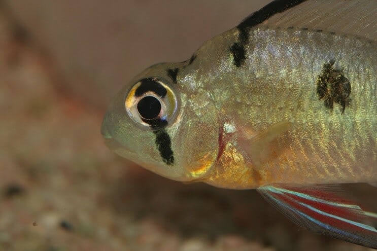 Carneiro boliviano de perto