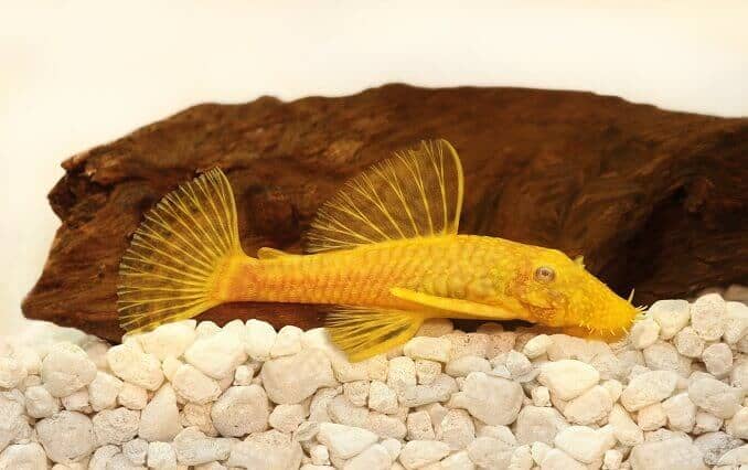 Ancistrus Dourado