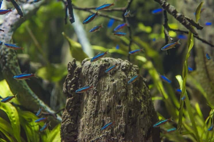 Cardeal Tetra Habitat